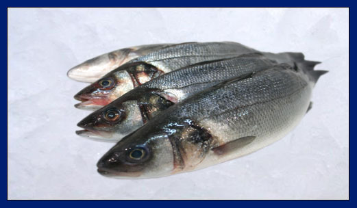 Seabass 300/400 gr