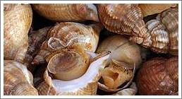 Whelk