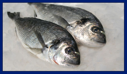 Royal sea-bream  300/400 gr