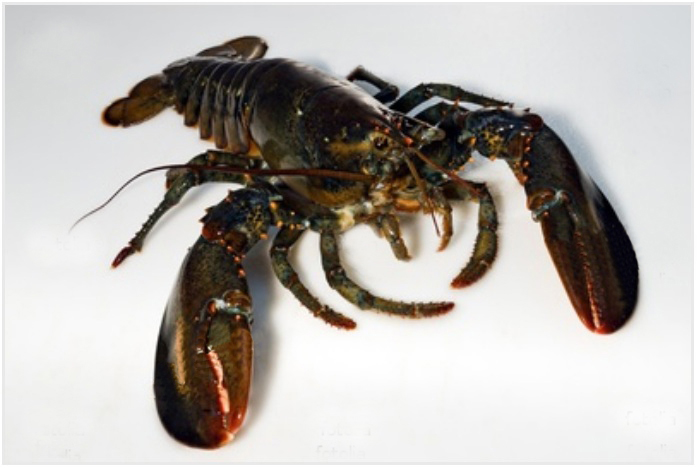 Homard 600 - 700 gr