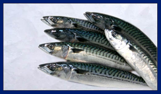 Mackerel