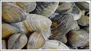 Clams