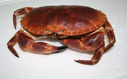 Sea Crab